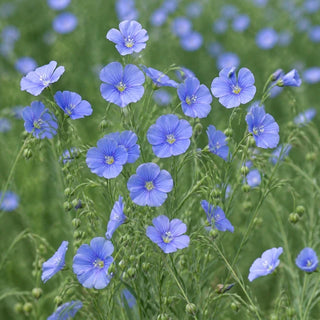 Blue flax flowers growing outdoors, the natural source of linen fiber